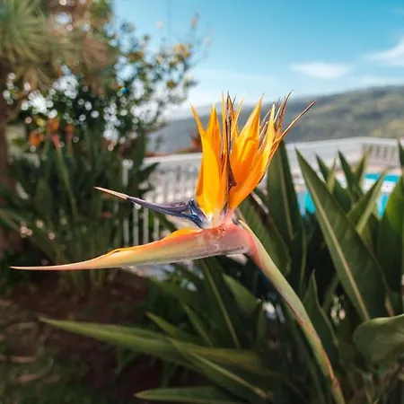 Guestready - Peaceful Paradise In Madeira * Arco da Calheta (Madeira)