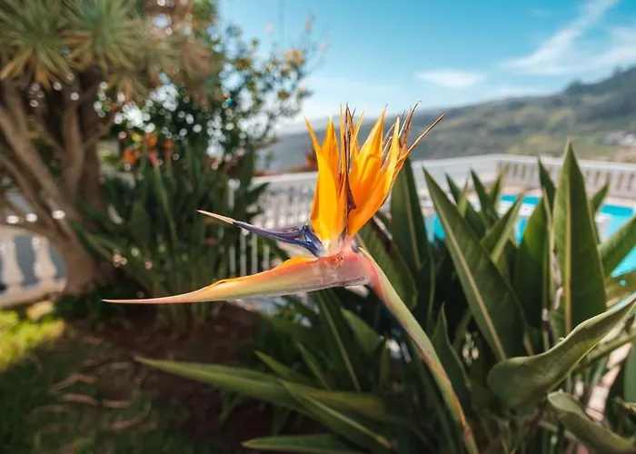 Guestready - Peaceful Paradise In Madeira * Arco da Calheta (Madeira)